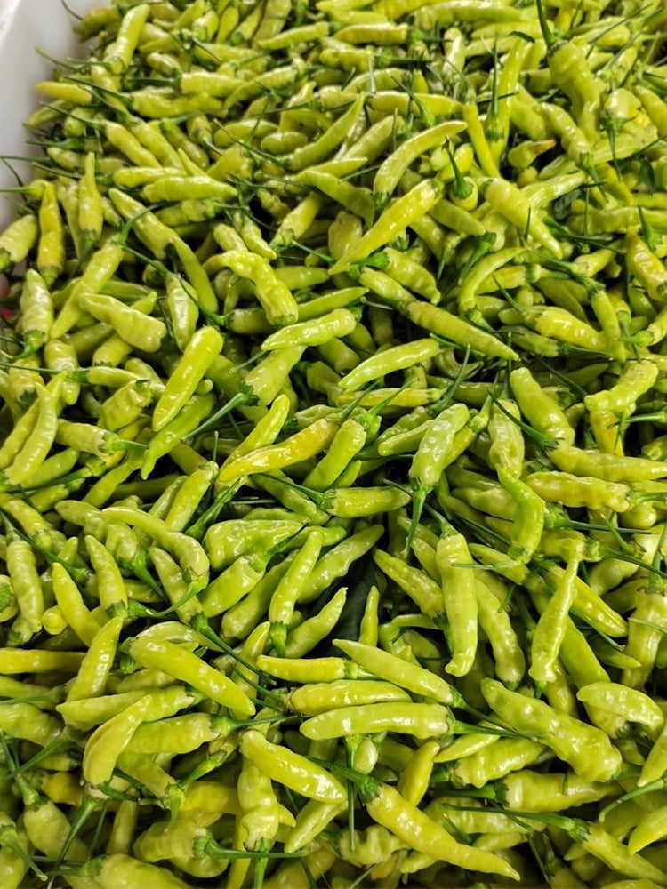 White Wrinkled Xiaomila Chili Peppers