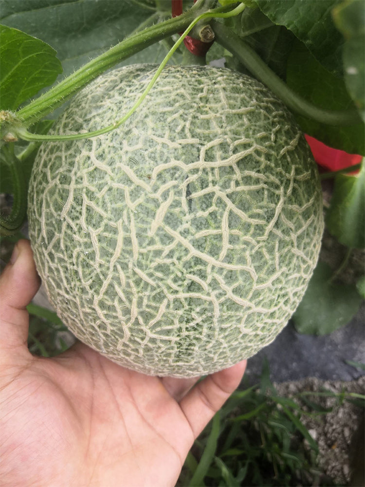 Shuaiguo No.9 Netted Melon