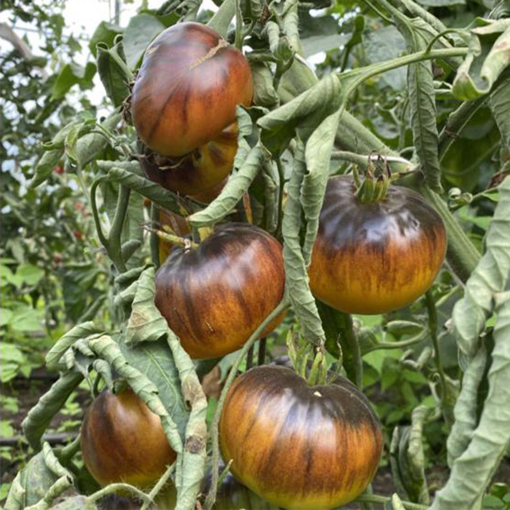 690 King Blue Tomato