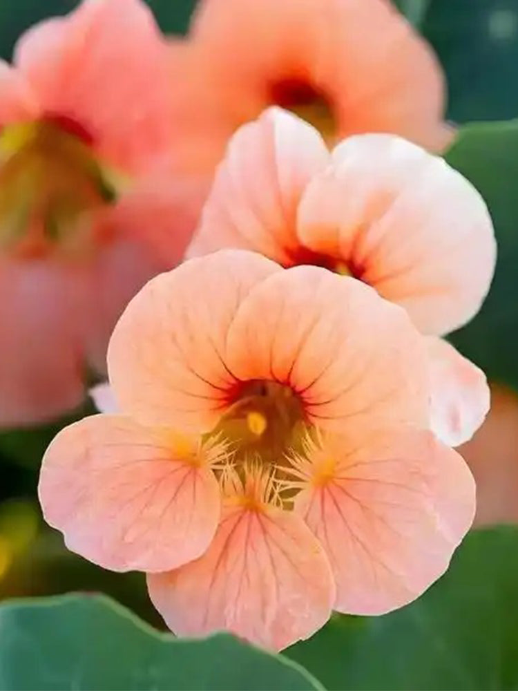 Peach Blossom' Nasturtium (Tropaeolum majus)