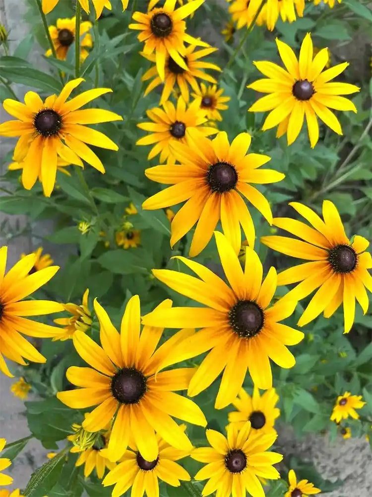 Hezhichun Dwarf Black-eyed Susan