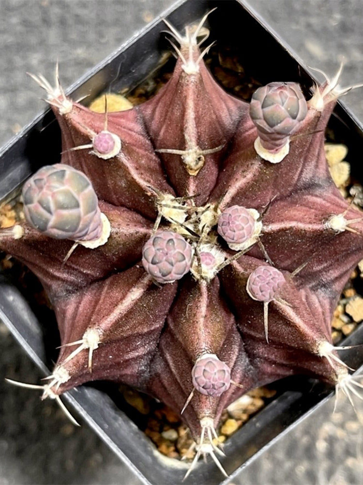 Gymnocalycium mihanovichii 'Hibotan Purple'