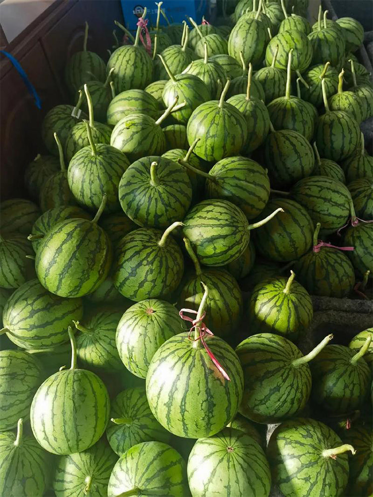 Rainbow Gift Watermelon Hybrid F1