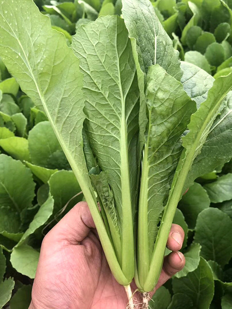Emerald Green Baby Bok Choy