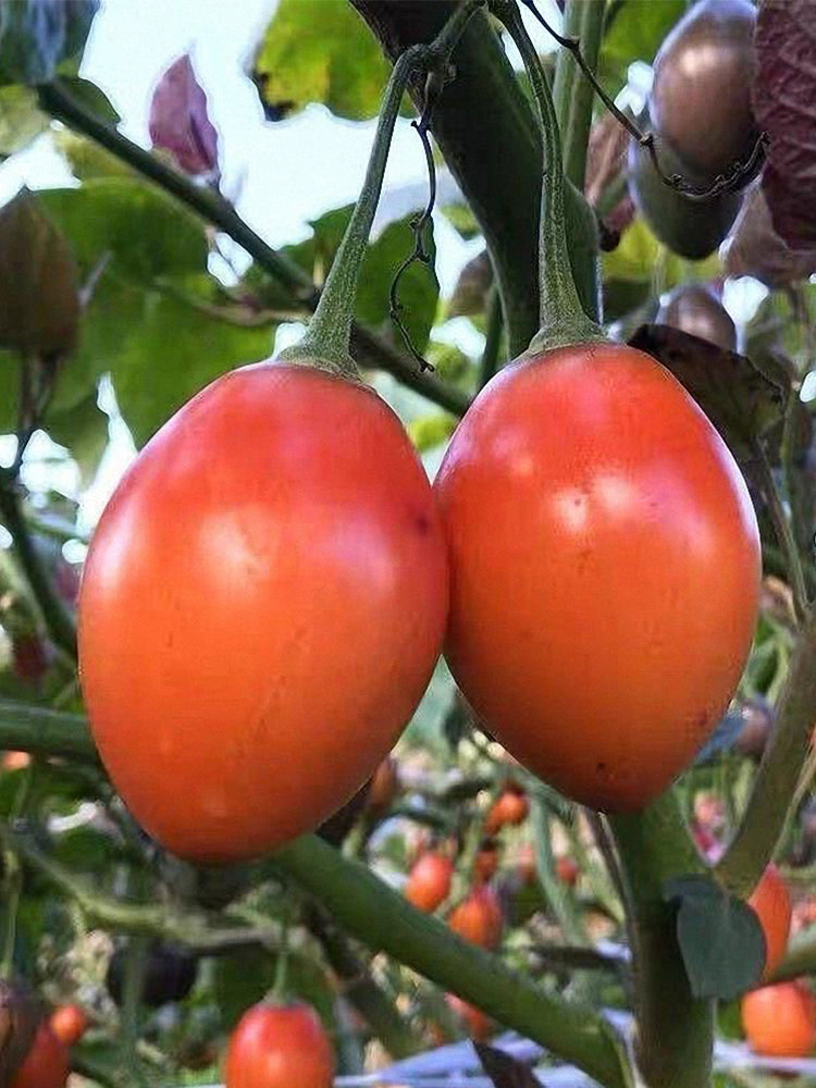 Tree tomato (Solanum betaceum Cav.)