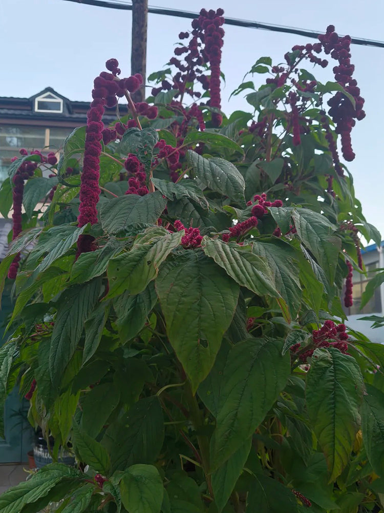 Red Love-Lies-Bleeding