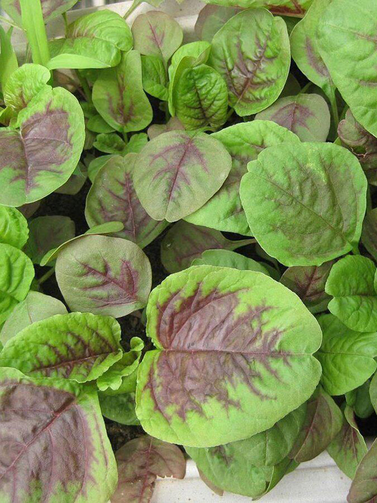 Large Round Leaf Red Amaranth
