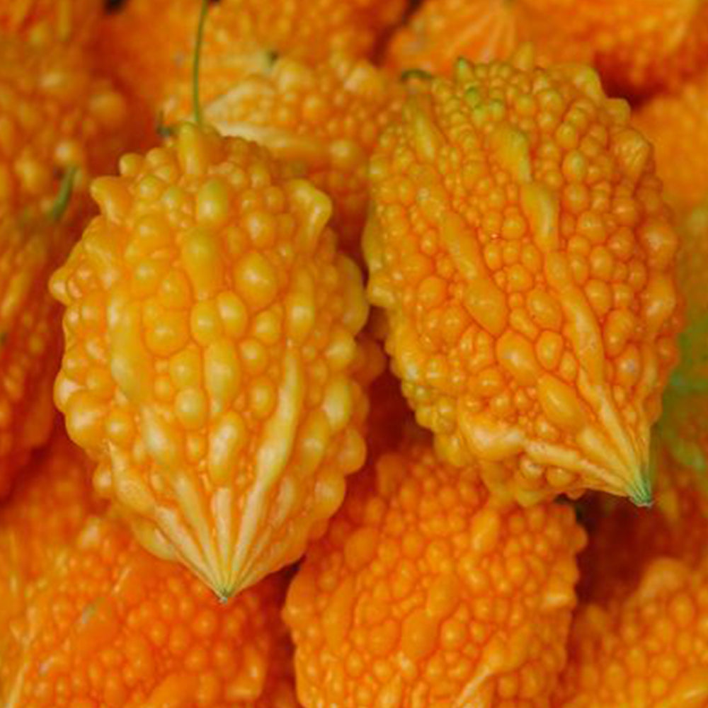 5 Bags (10 Seeds / Bag) Ripe Orange Bitter Melon Seeds, Sweet Ampalaya Bitter Gourds