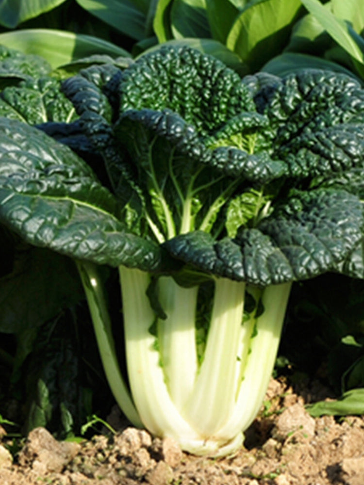 Dark-green-leafed Baby Bok Choy