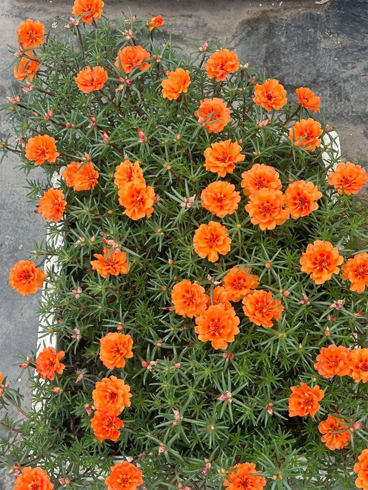 Hezhichun Coral Red Moss-Rose Purslane