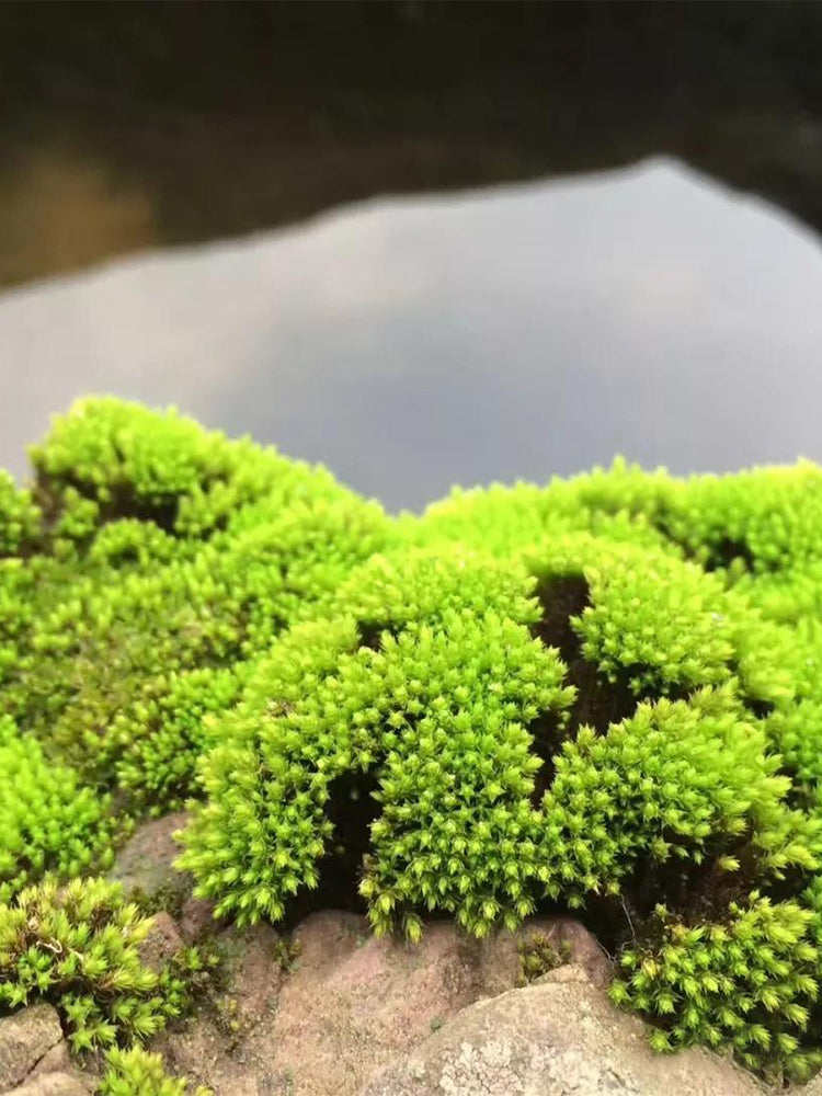 Twisted Moss (Syntrichia ruralis)