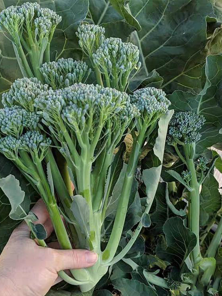 Qinghuatai No.1 Broccolini