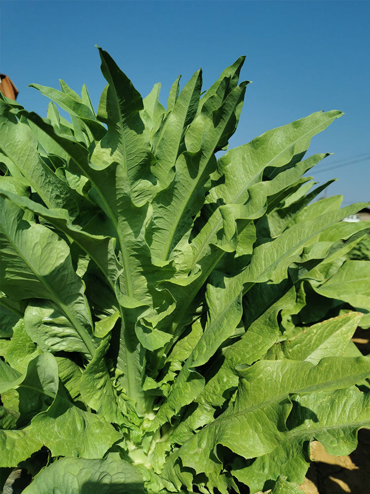 Double-tip Stem Lettuce