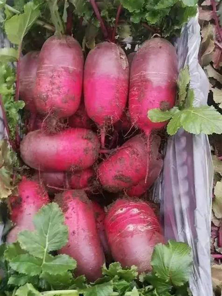 Purple Pineapple-shaped Radish