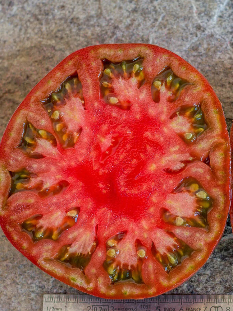 851 Roger Z Tomato