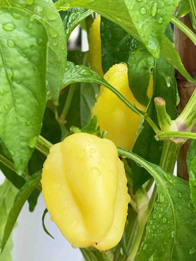 Cream Fruit Sweet Pepper