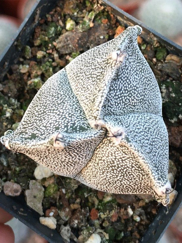 Triangular Bishop's Cap Cactus