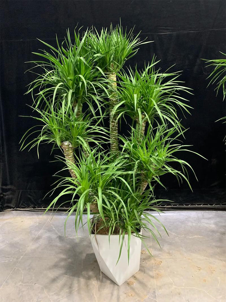 Canary Islands Dragon Tree (Dracaena draco)
