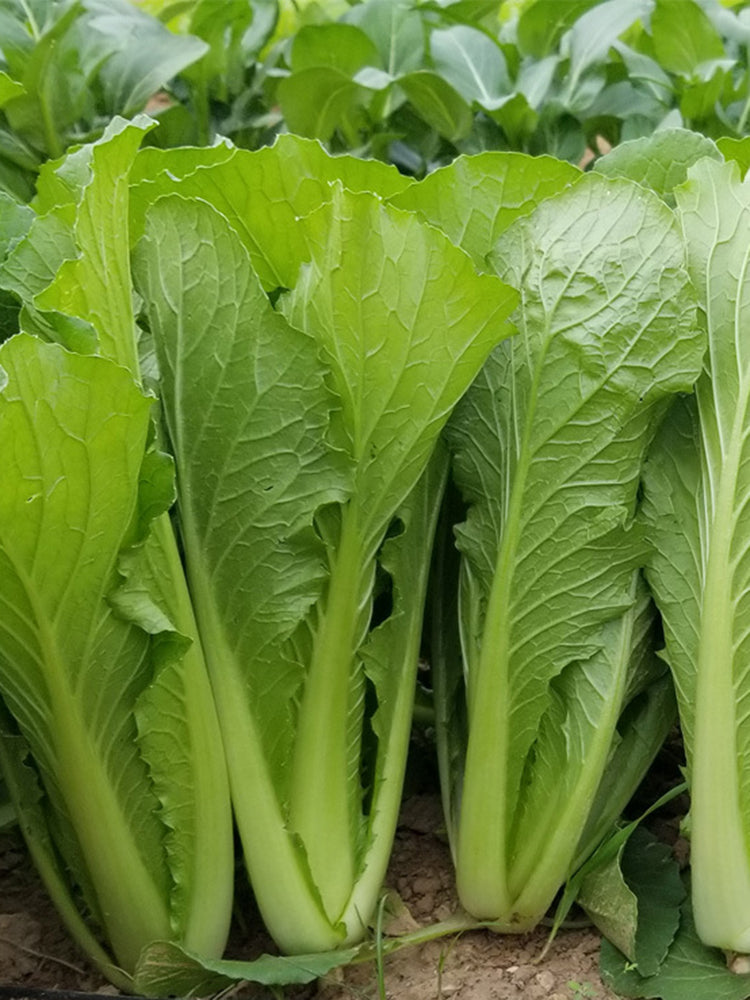 Four Seasons Bok Choy