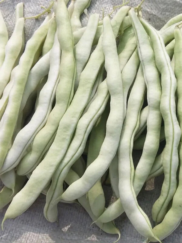 Huajun No.9 Kidney Beans