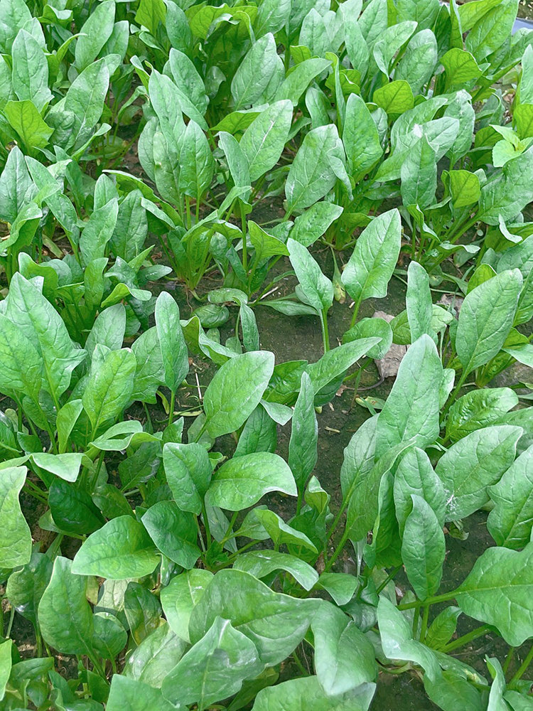Four Seasons Spinach