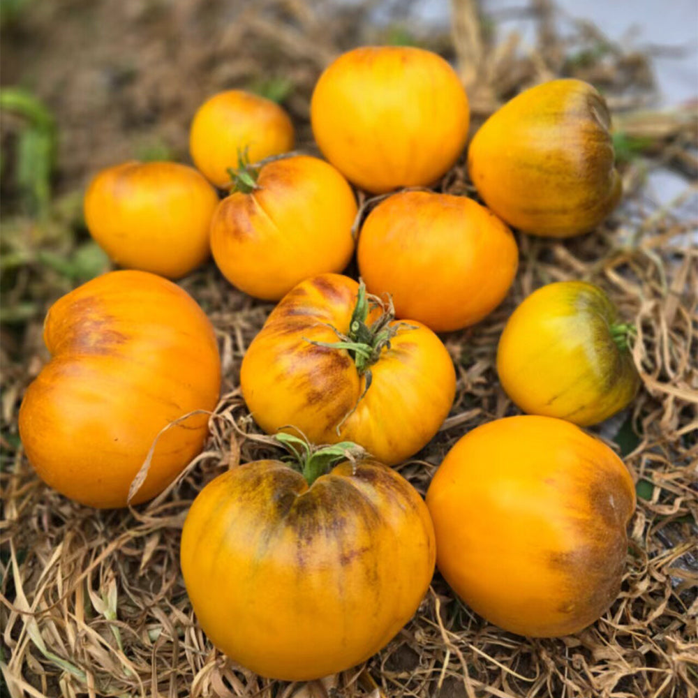 718 Heart Peach Tomato