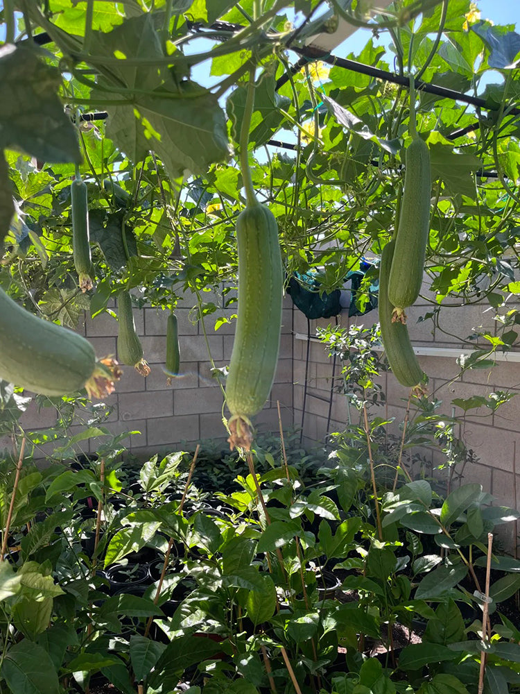 Yushuai Smooth Luffa