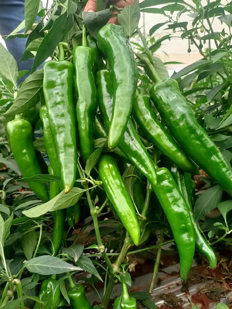 Lameizi Chili Peppers