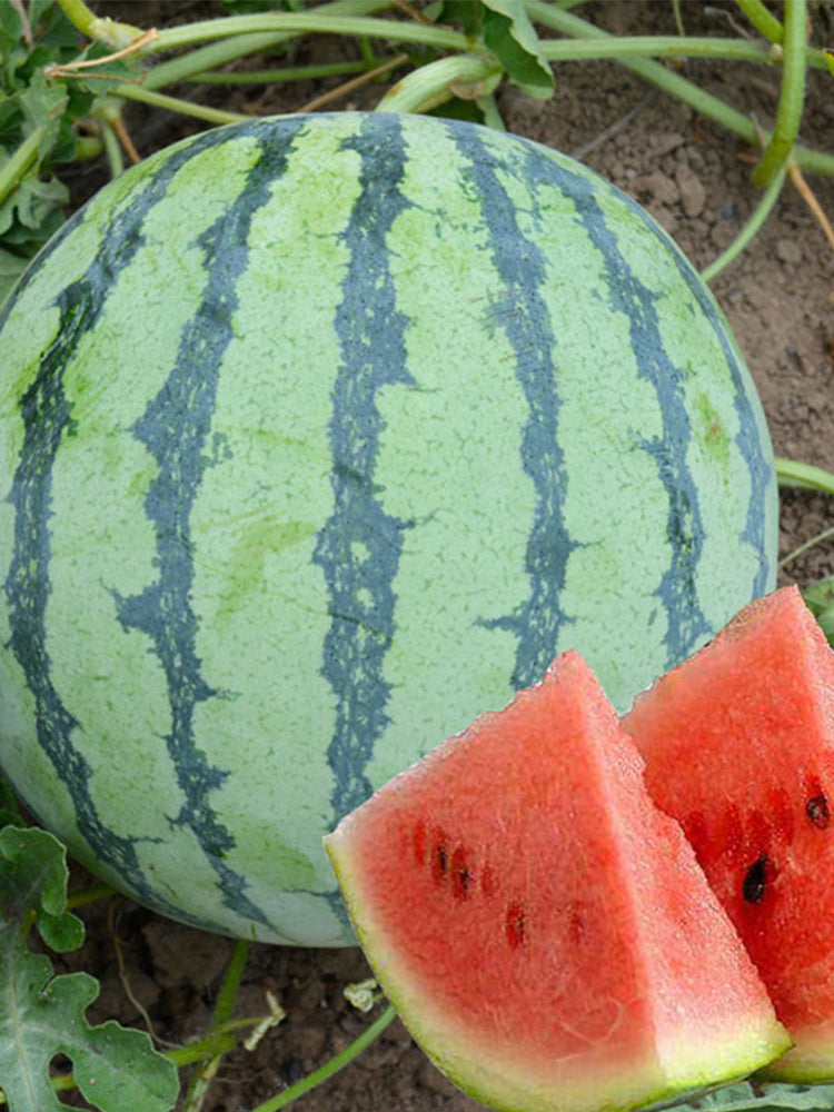 Qilin No.1 Watermelons