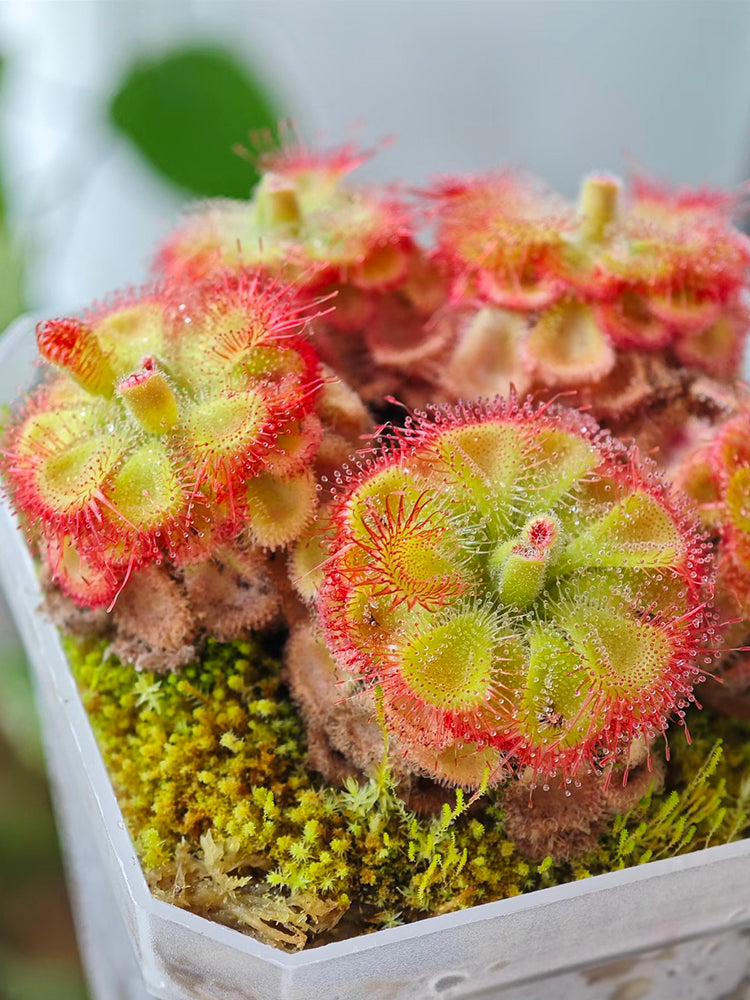 Drosera burmannii 'Humpty Doo'