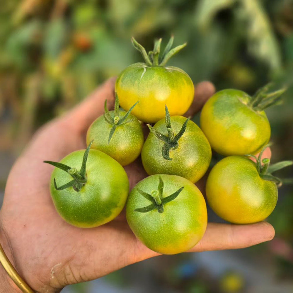 622 JingDan LvBaoShi F1 Tomato