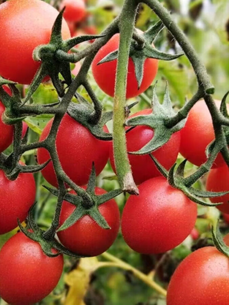 'Imperial Ruby' Traditional Cherry Tomato
