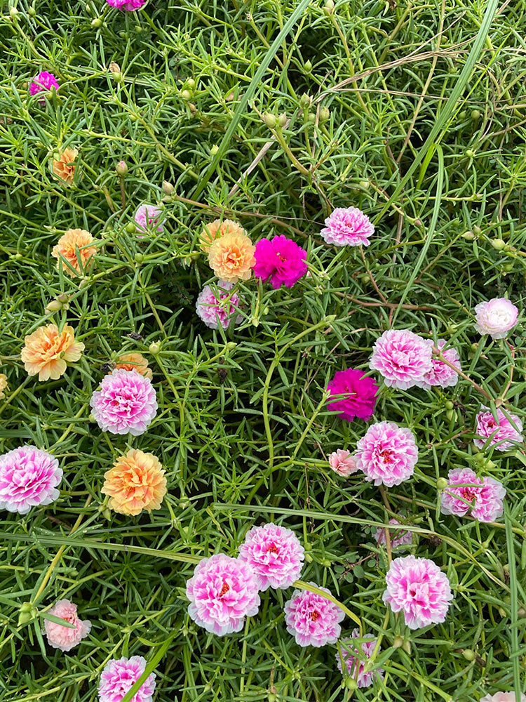 Hezhichun Mixed Double Portulaca