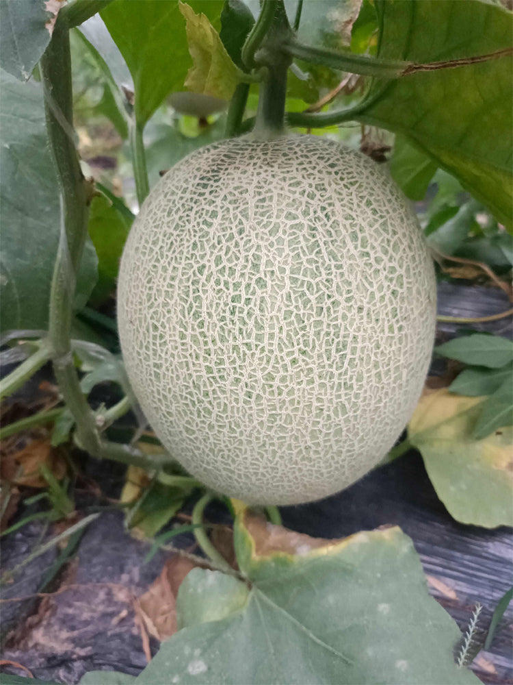 Dumi 101 Muskmelons
