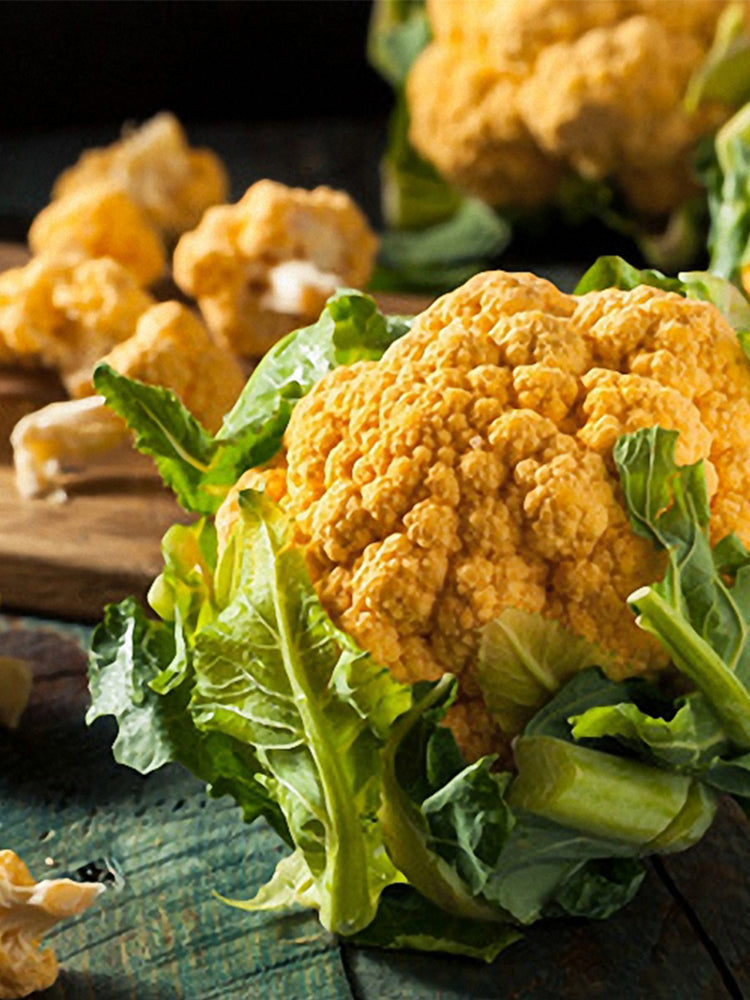 Golden Cauliflower (Brassica oleracea var. Botrytis)