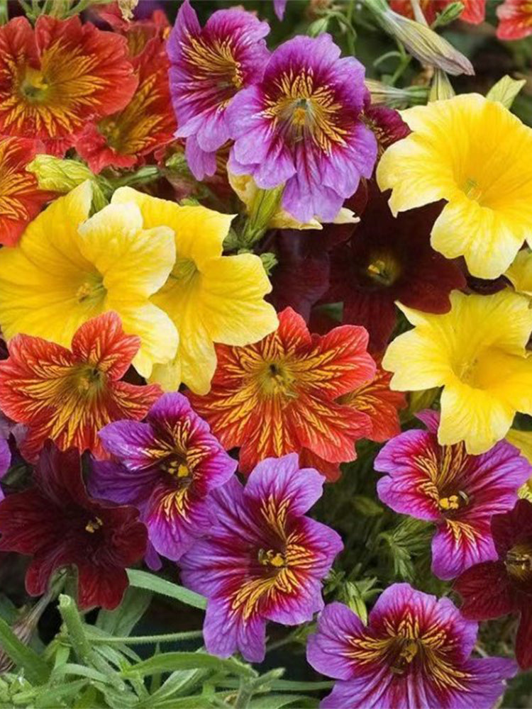 Painted Tongue (Salpiglossis sinuata)