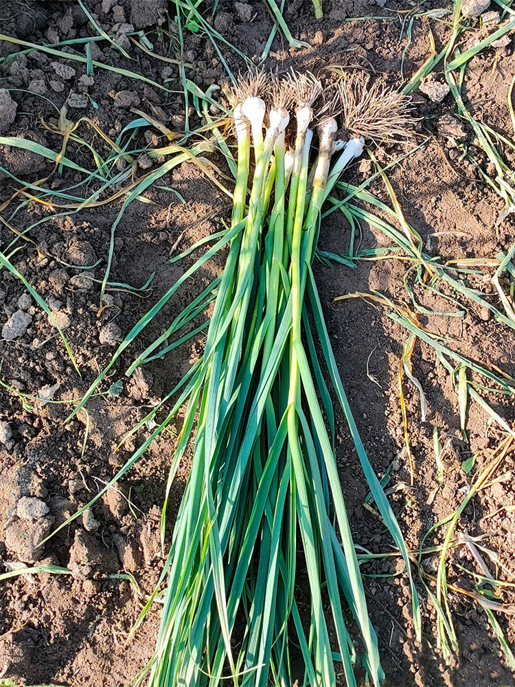 Leek (Allium ampeloprasum var. porrum)