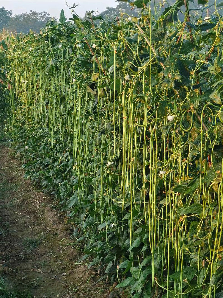 Jiemei No.6 Long Bean