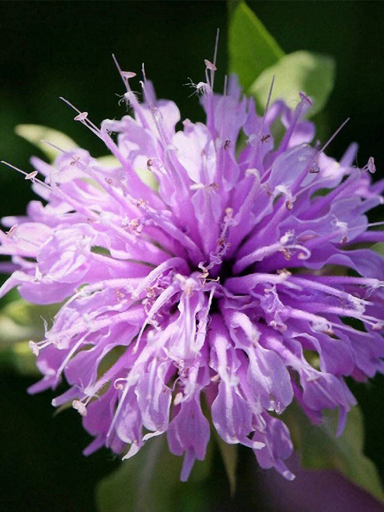 Monarda didyma