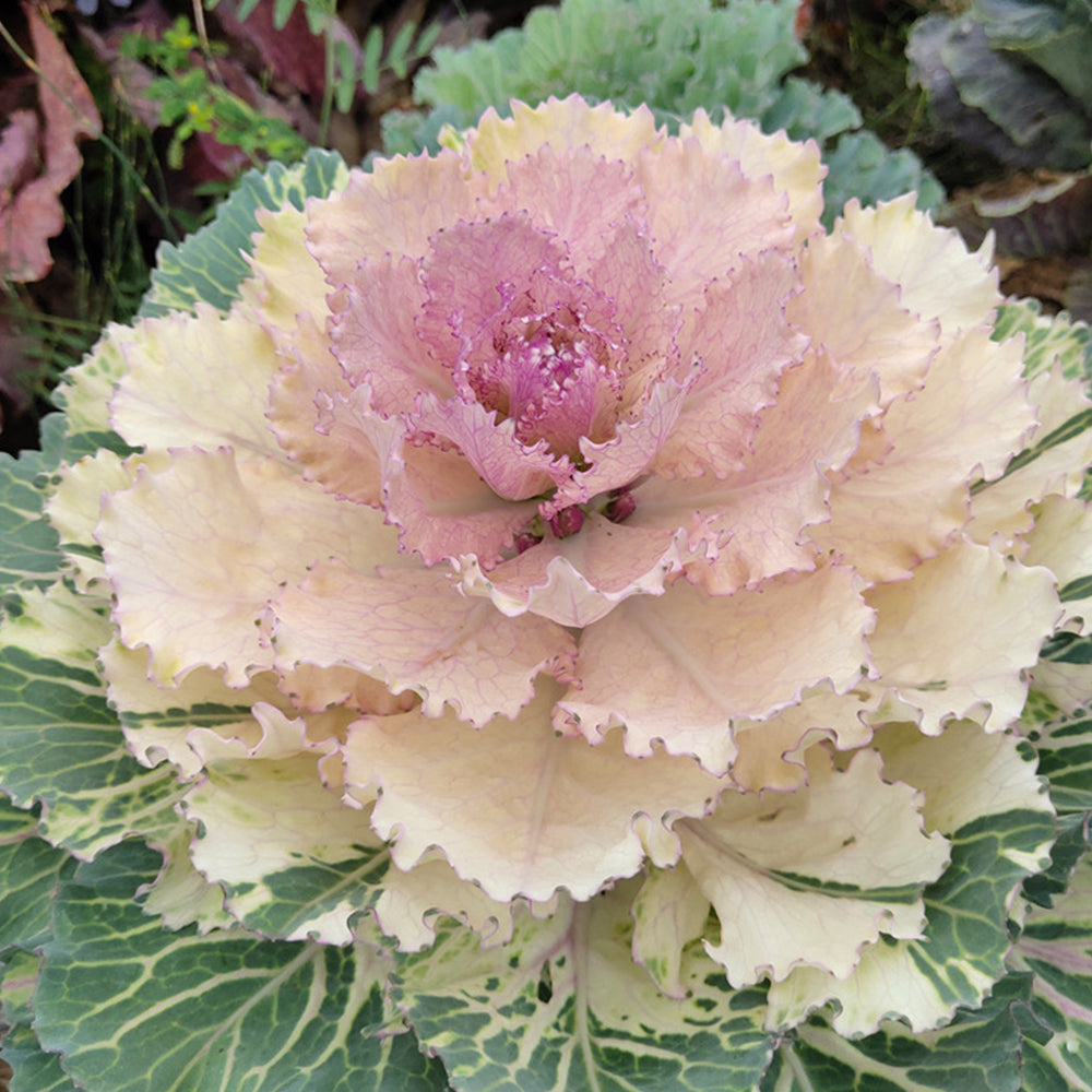 5 Bags (100 Seeds / Bag) of Mixed Kale