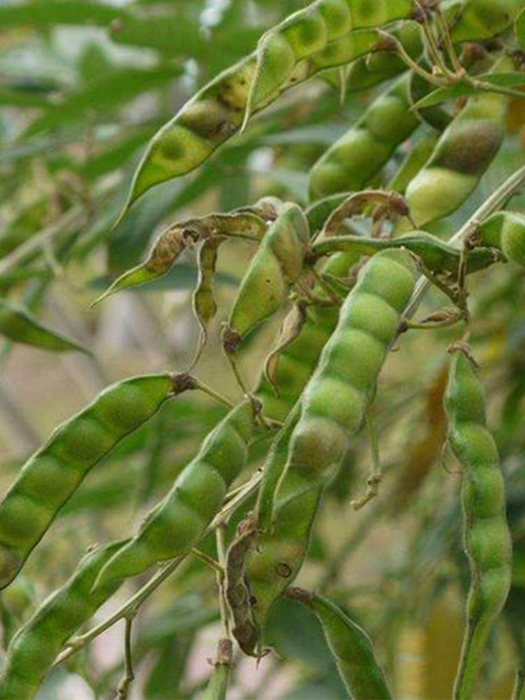 Pigeon Pea (Cajanus cajan (L.) Druce)