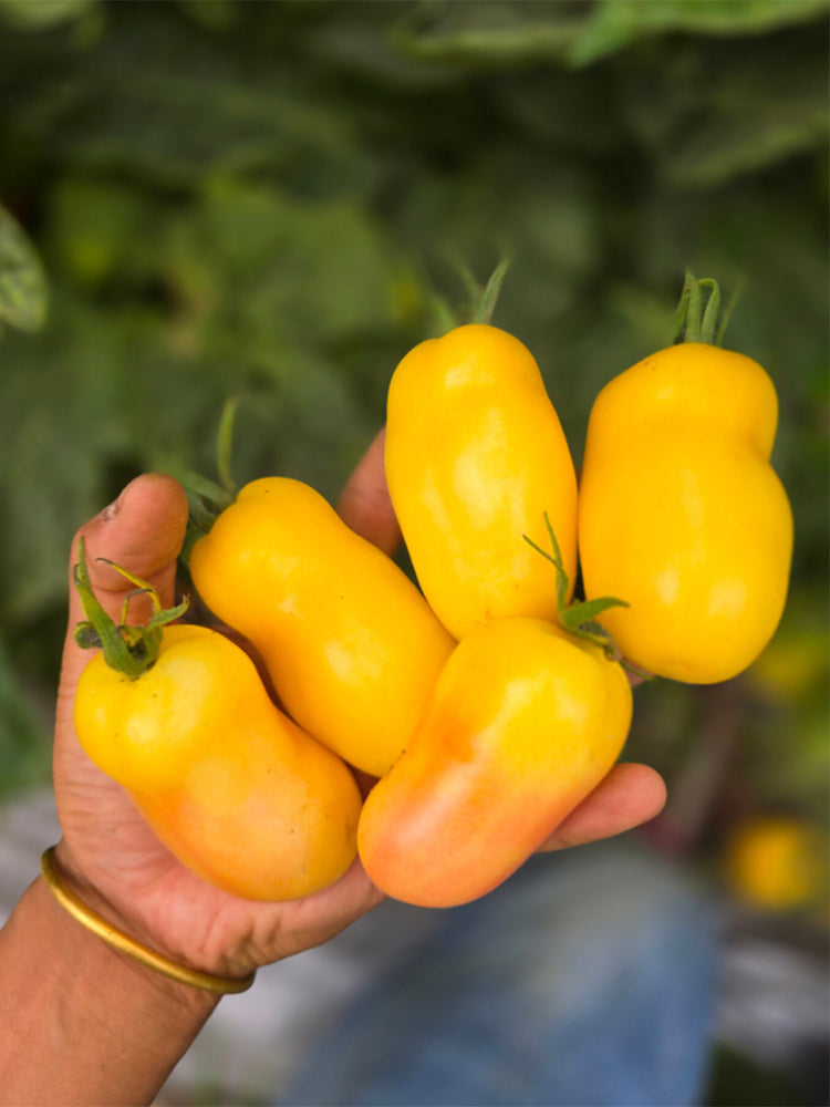 932 Dwarf Windowsill Yellow Tomato