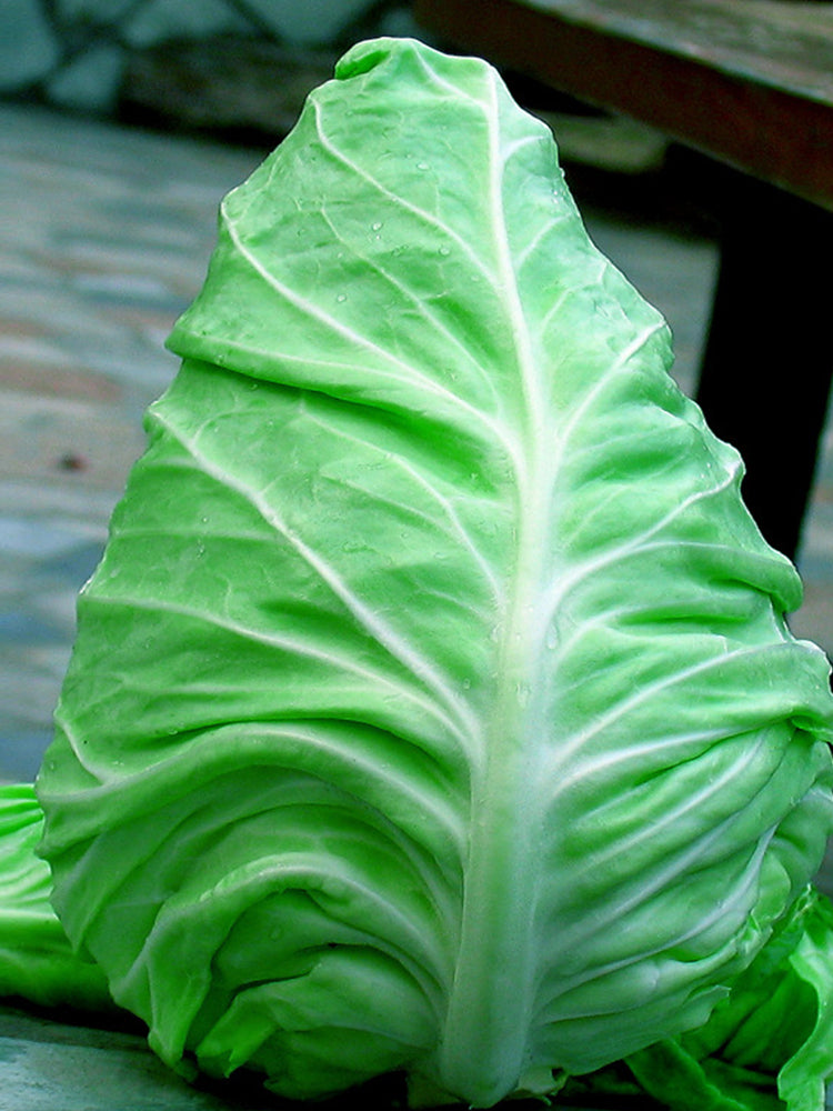 Pagoda Ox-heart Cabbage