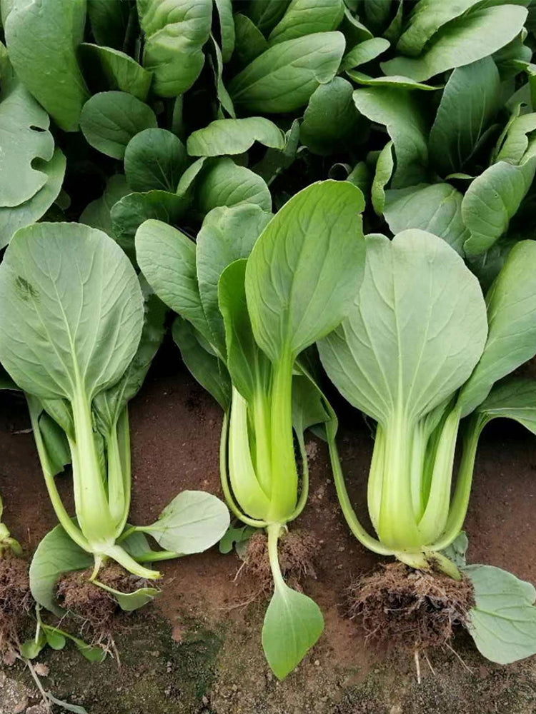 'Hezhiyuan' Shanghai Bok Choy
