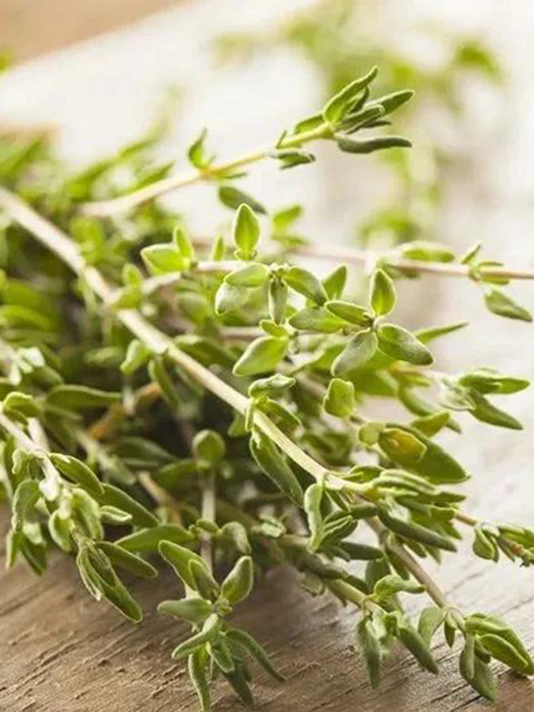 Mongolian Thyme (Thymus mongolicus)