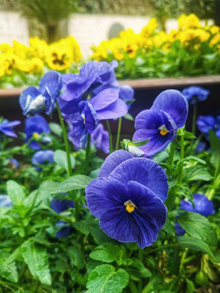 Super Bingo Series Blue Pansy (Viola × wittrockiana)