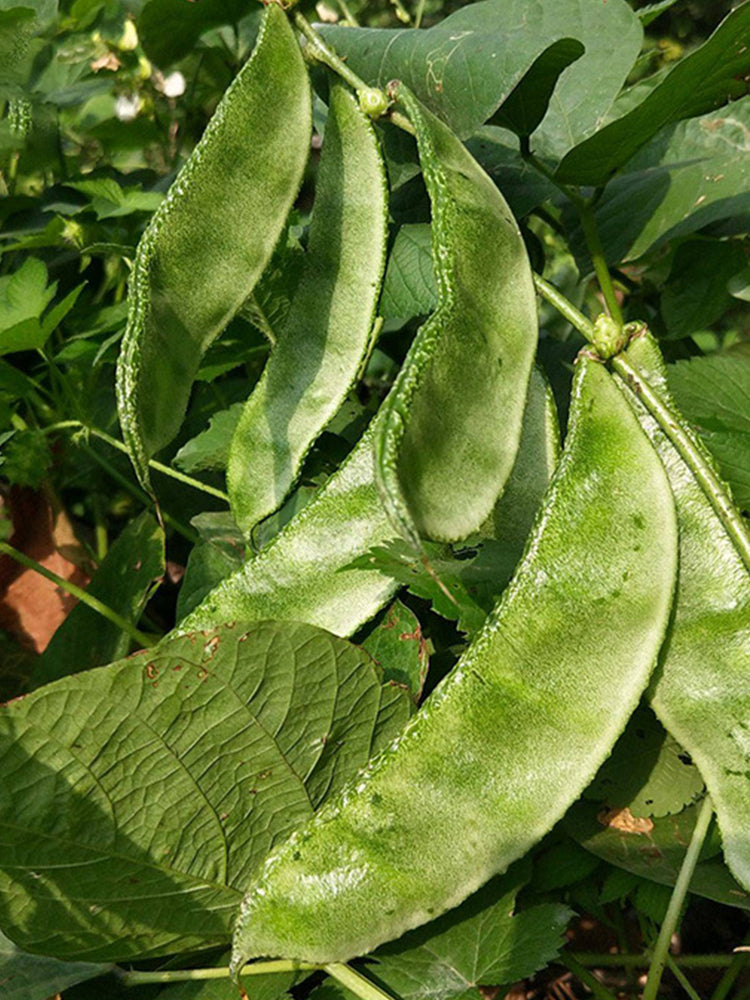 Green Hyacinth Beans