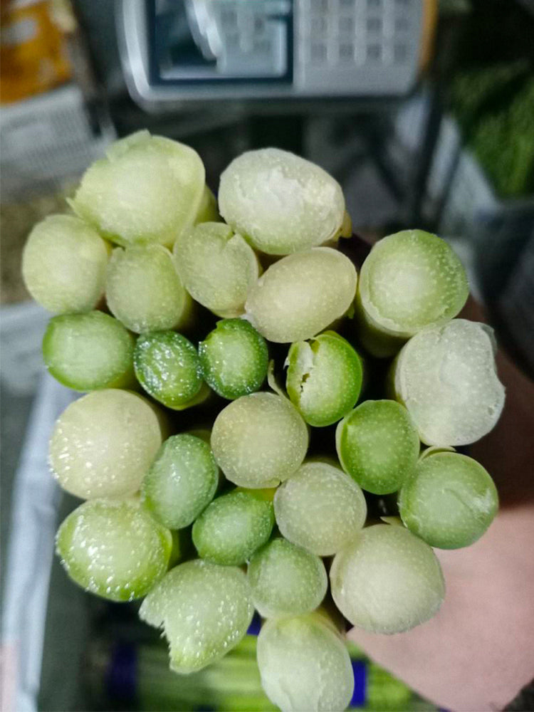 Green Asparagus (Asparagus officinalis L.)