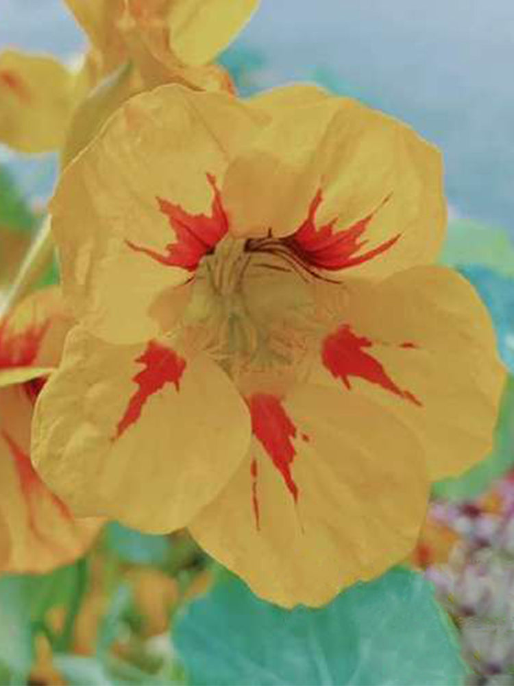 Sunburst' Yellow Nasturtium (Tropaeolum majus)