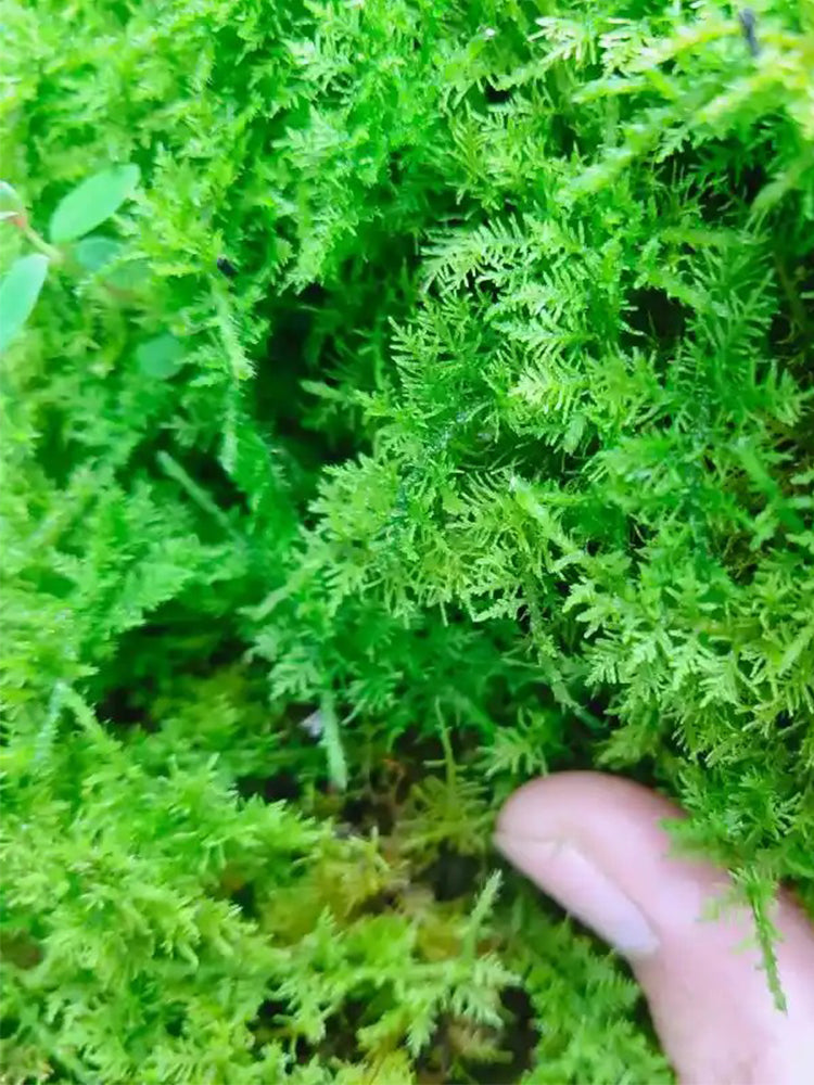Short-stemmed Moss